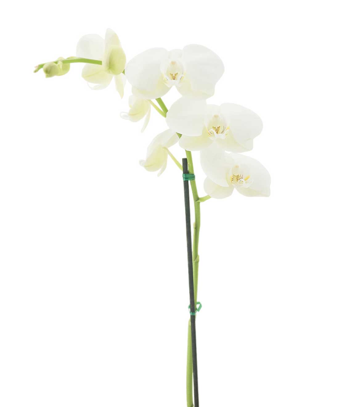 Orquídea Blanca - Detalles Amatista