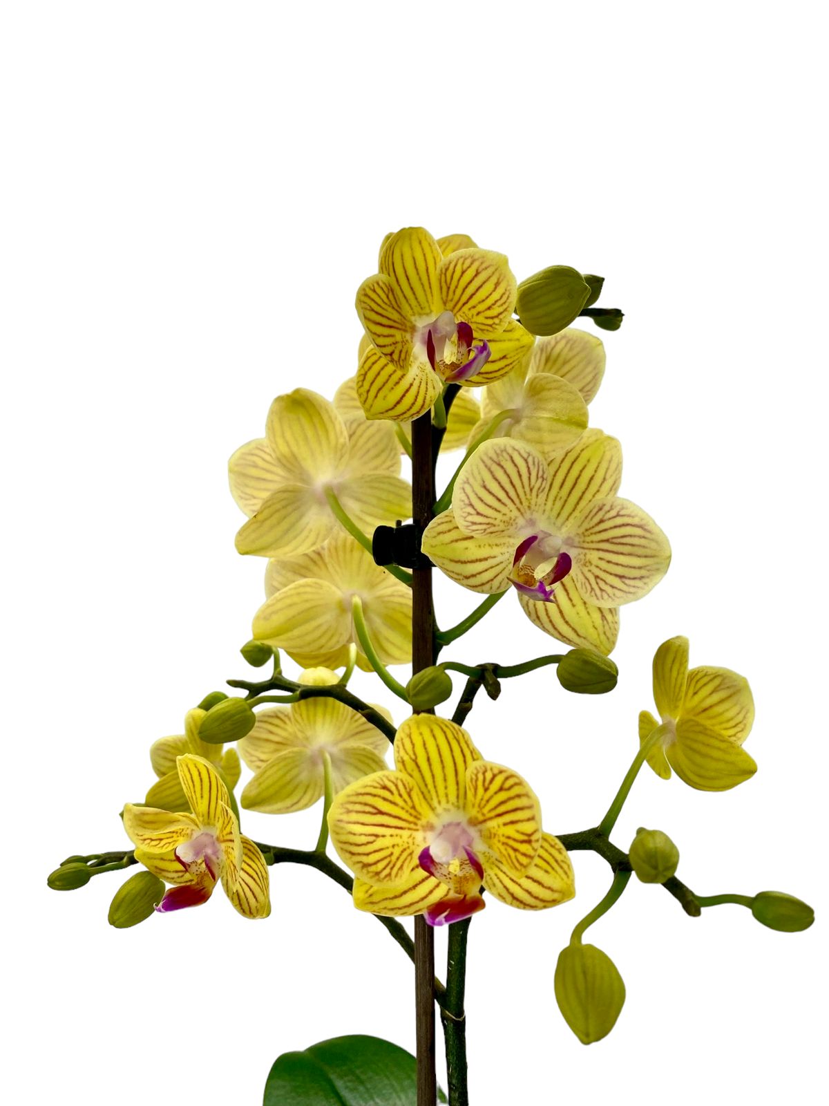 product-additional-image
